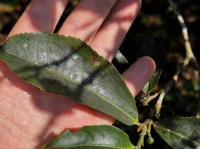 China 2025 Spring 1 33