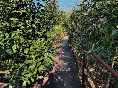 China 2025 Spring 1 71