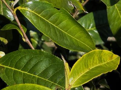 China 2025 Spring 1 90