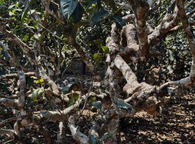 China 2025 Spring 1 91