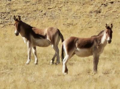 34107617 10156299216099326 4757292711206191104 N 44142507142 O