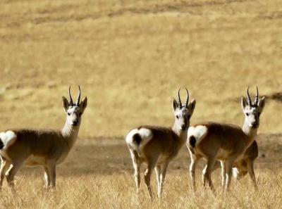 34157310 10156299217114326 8148056777355689984 N 30323559168 O