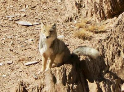 34177520 10156299216874326 2404786557358702592 N 44142506492 O