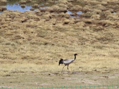 Img 2236 29577468208 O