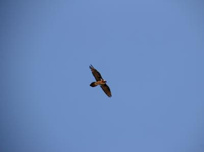 Img 2347 28561526357 O