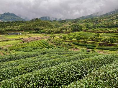 China 2023 Apr 119 52872832538 O