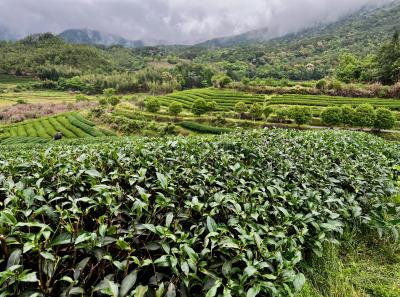 China 2023 Apr 120 52872832388 O