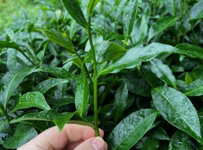 China 2023 Apr 125 52871815717 O