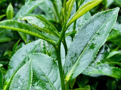 China 2023 Apr 126 52872775030 O