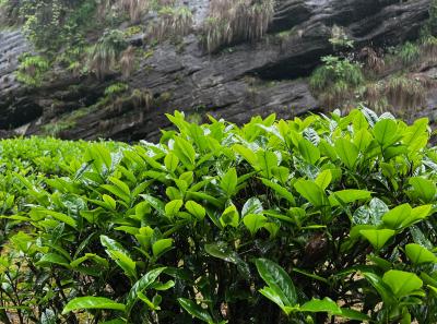 China 2023 Apr 77 52872384556 O