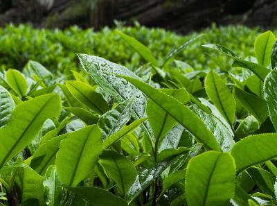 China 2023 Apr 78 52871807467 O