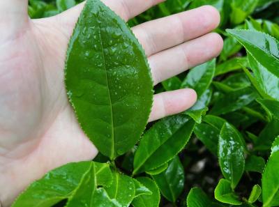 China 2023 Apr 80 52872824833 O