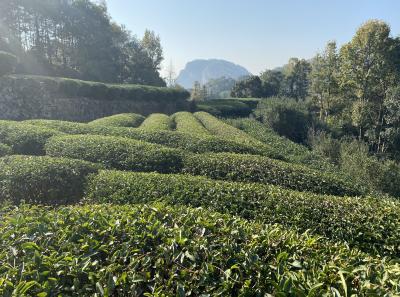 Img 0992 49534150392 O