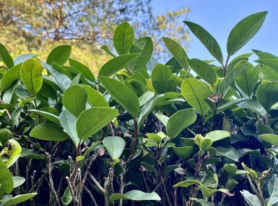 Img 0999 49533439153 O