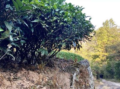 Img 1001 49533935066 O