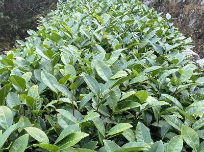 Img 1003 49533925026 O