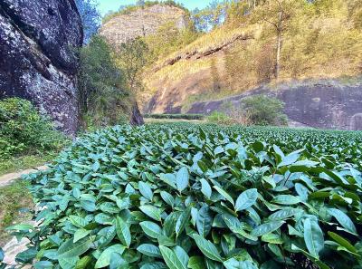 Img 1029 49533441348 O