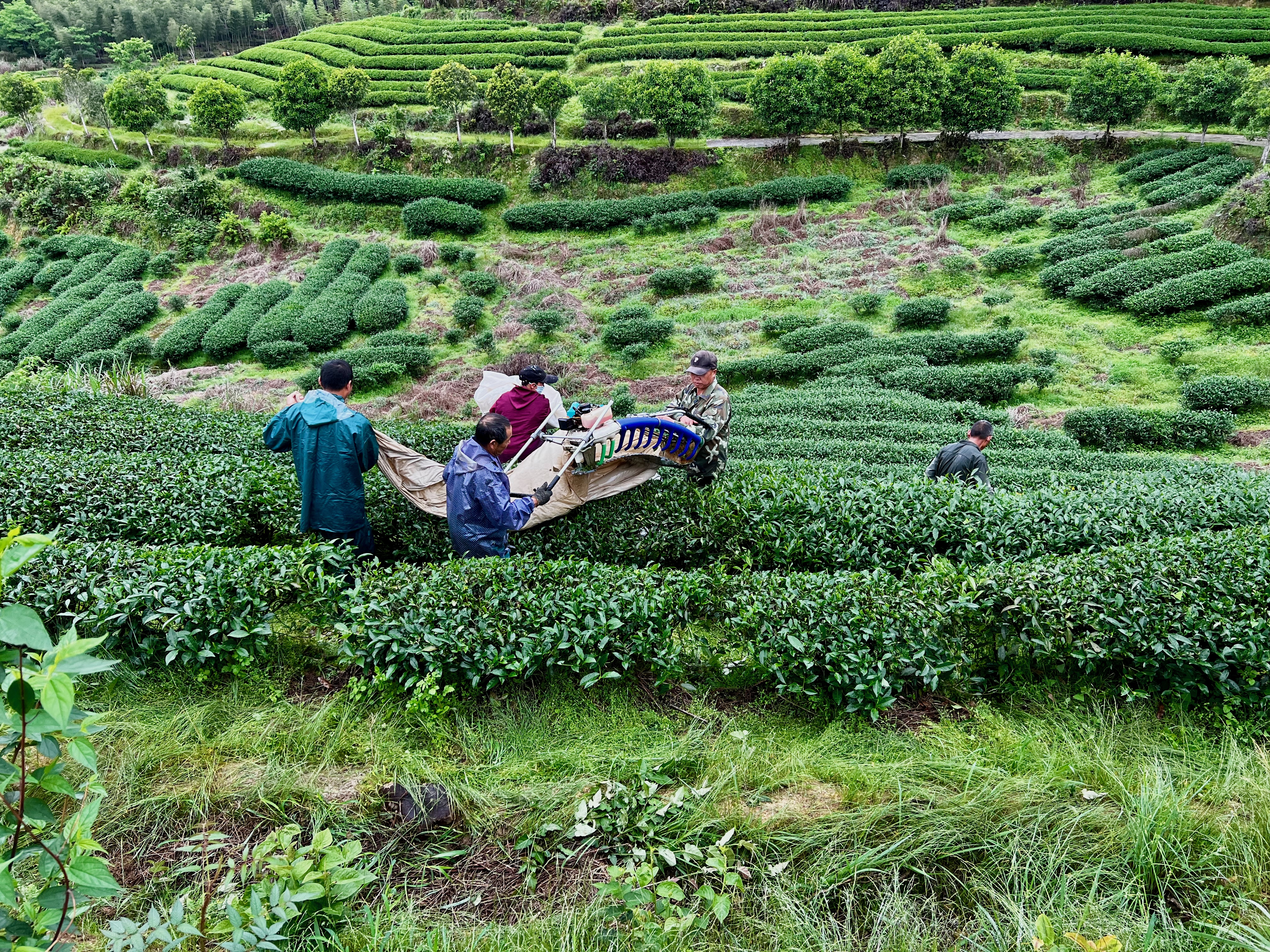 Wuyishan tea 2023