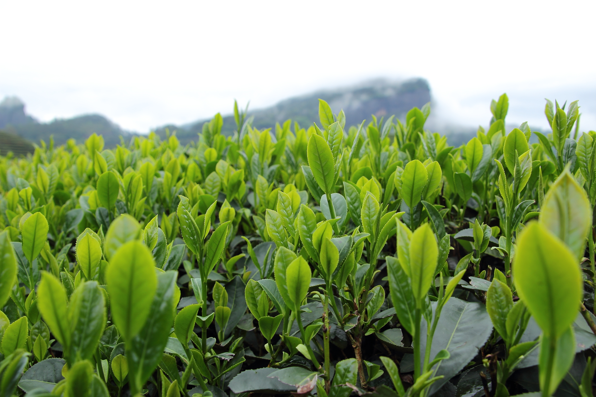 Кратко и понятно о красных чаях Image