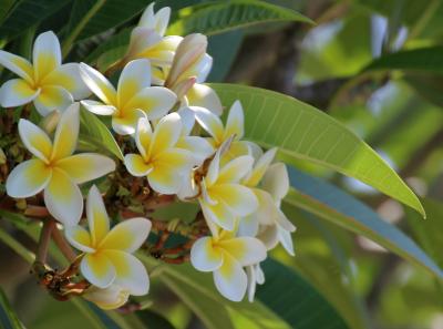 Img 1817 39752425470 O