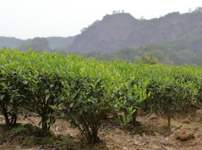 Img 1868 41519931992 O