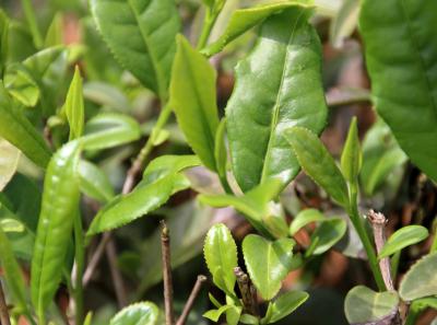 Img 1890 41560840431 O