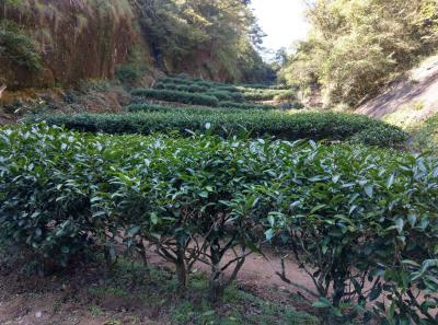 China 2018 52 32877102798 O