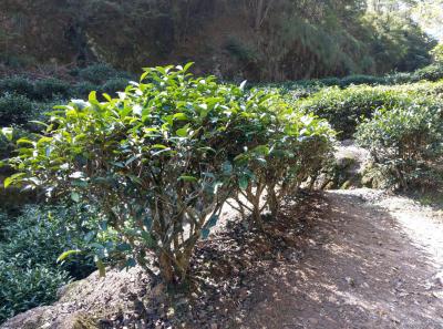 China 2018 53 32877105948 O