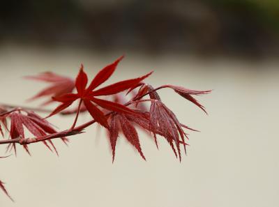 Img 9652 26049306103 O