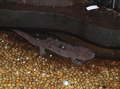 Img 9409 22746167581 O