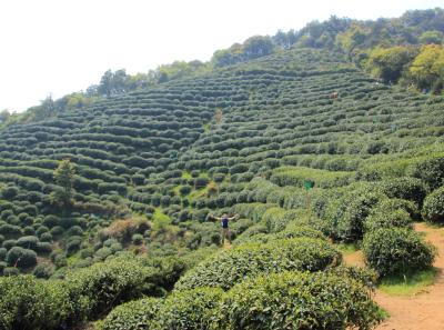 Img 8503 17065822449 O