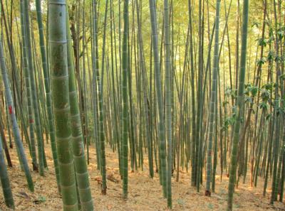 Img 8082 15726819951 O