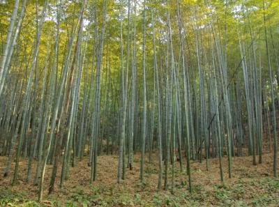 Img 8084 15543562357 O