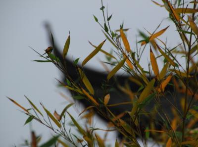 Img 7133 13935403721 O