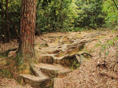 Img 7444 13935381852 O