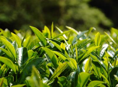 Img 7488 13958542853 O