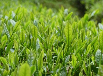 P1090841 14369981450 O