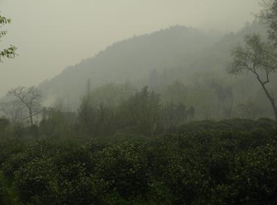 P4046118 14553287211 O