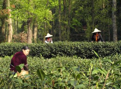 P4160916 14556729995 O