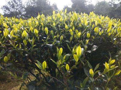 51714363167 67e5fe435f O