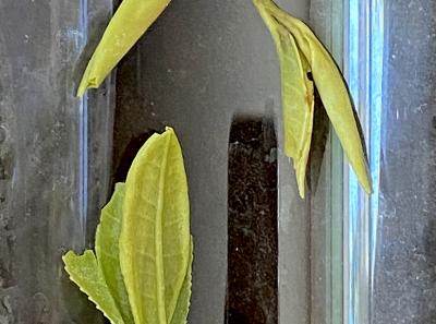 51715472178 9a5c61e8b0 O