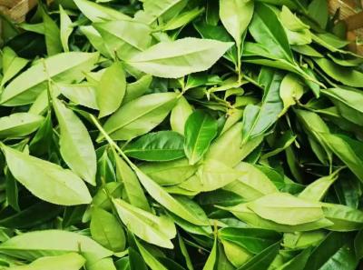 51715497243 Ed1cefed93 O