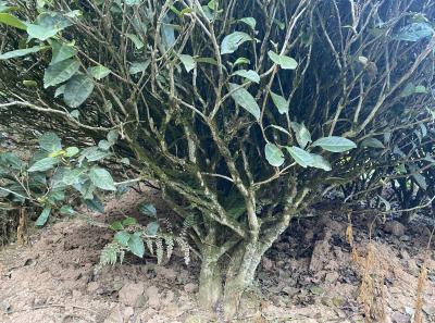 51716052355 97c060cdcb O