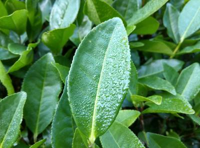 51716092650 F4c82aa514 O