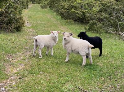 Img 3194 51206398798 O