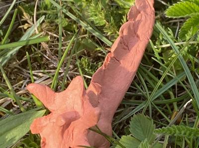 Img 3209 51206194621 O