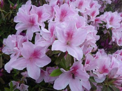 P1090391 50191474212 O