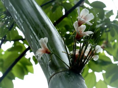 P1090828 50191154111 O