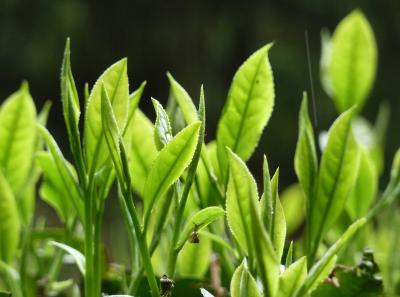 P1090846 50190667683 O