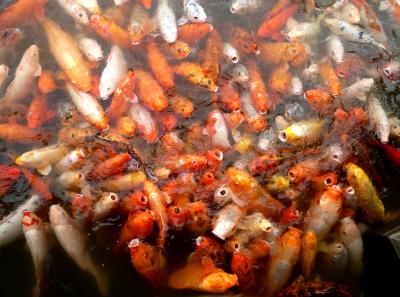 P1100132 50191145601 O